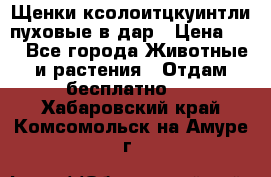 Щенки ксолоитцкуинтли пуховые в дар › Цена ­ 1 - Все города Животные и растения » Отдам бесплатно   . Хабаровский край,Комсомольск-на-Амуре г.